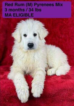 Great Pyrenees Dogs Available for Adoption - RED RUM | PetCurious