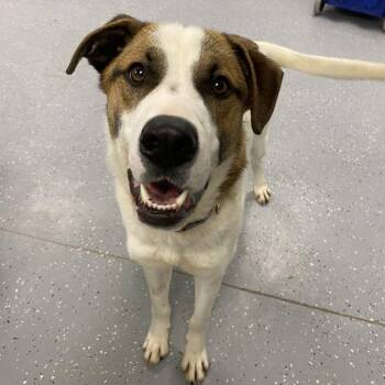 Rescue Saint Bernard and Shepherd Dogs for Adoption in Melfort, Saskatchewan - Pirate | PetCurious