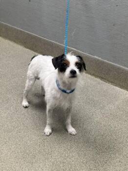 Terrier Dogs Available for Adoption in Las Vegas, Nevada - MARSHALL | PetCurious