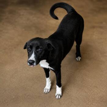 Robin D46105 -  Labrador Retriever and Mixed Breed Dog for Adoption in Corsicana, Texas - Robin D46105 | PetCurious