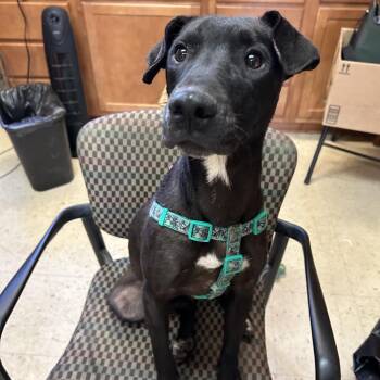 Jupiter - Butler Campus -  Mixed Breed Dog for Adoption in Flagstaff, Arizona - Jupiter - Butler Campus | PetCurious