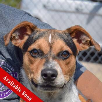 Rescue Beagle and Smooth Fox Terrier Dogs for Adoption in Huntley, Illinois - Jeff | PetCurious
