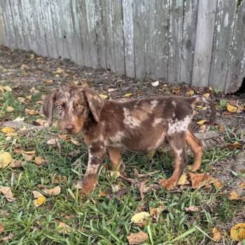 Tap Shoe -  Australian Shepherd and Doberman Pinscher Dog for Adoption in Carencro, Louisiana - Tap Shoe | PetCurious