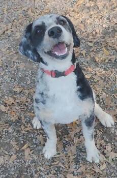 Rescue Mixed Breed Dogs for Adoption in Spartanburg, South Carolina - Cooper | PetCurious