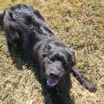 LOLA -  Mixed Breed Dog for Adoption in Corydon, Indiana - LOLA | PetCurious