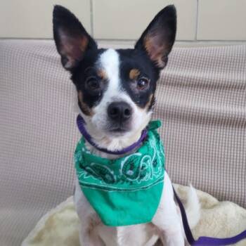Chihuahua Dogs Available for Adoption in Manchester, New Hampshire - Chase In NH. Come Meet Our Adoptable Dogs Wednesday-Saturday. Mo | PetCurious