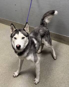 Rescue Husky Dogs for Adoption in Las Vegas, Nevada - DRACO | PetCurious
