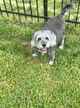Schnauzer Dogs Available for Adoption in Nashville, Tennessee - Darla | PetCurious