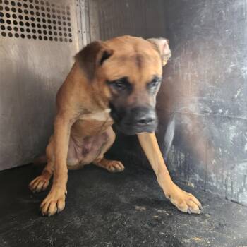 Darius -  Boxer Dog for Adoption in Birmingham, Alabama - Darius | PetCurious