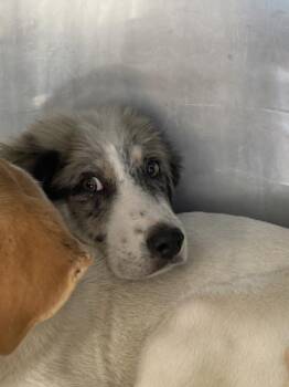 Mixed Breed Dogs Available for Adoption in Dallas, Texas - PICO | PetCurious