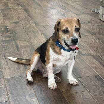 Shiloh -  Beagle Dog for Adoption in Stoughton, Massachusetts - Shiloh | PetCurious