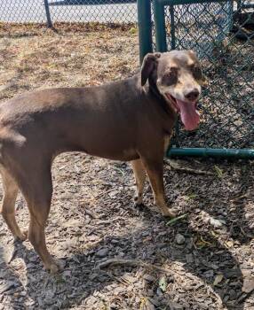 Lady Sherlock -  Labrador Retriever Dog for Adoption in Little Rock, Arkansas - Lady Sherlock | PetCurious