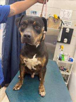 Rescue Rottweiler and Mixed Breed Dogs for Adoption in Mobile, Alabama - ABBOTT | PetCurious
