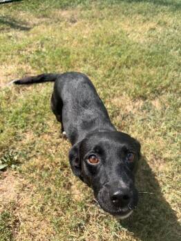 Sissy -  Mixed Breed Dog for Adoption in Gallatin, Tennessee - Sissy | PetCurious