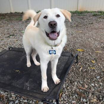 Penn -  Great Pyrenees Dog for Adoption in Wake Forest, North Carolina - Penn | PetCurious