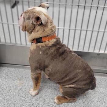 Elizabeth -  English Bulldog and Mixed Breed Dog for Adoption in Grand Rapids, Michigan - Elizabeth | PetCurious