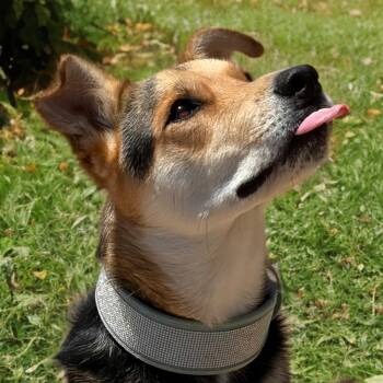 Hubert -  Shepherd Dog for Adoption in Kingman, Arizona - Hubert | PetCurious