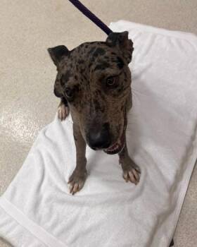 Bella Donna -  Catahoula Leopard Dog and Mixed Breed Dog for Adoption in Honolulu, Hawaii - Bella Donna | PetCurious