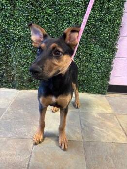Doberman Pinscher and German Shepherd Dog Dogs Available for Adoption in El Paso, Texas - 60976984 | PetCurious