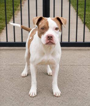 Doug -  Mixed Breed Dog for Adoption in Orangeburg, South Carolina - Doug | PetCurious