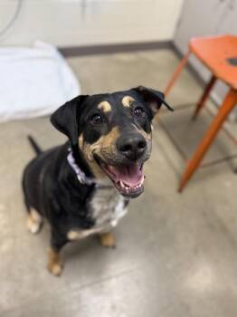 Hound and Mixed Breed Dogs Available for Adoption in Leesburg, Virginia - JORDAN | PetCurious