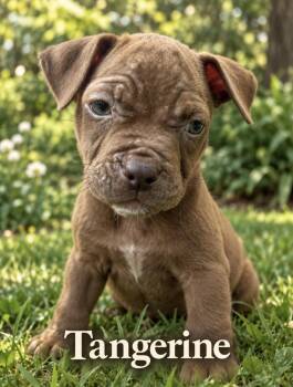Tangerine -  American Bulldog Dog for Adoption in Lakeland, Florida - Tangerine | PetCurious