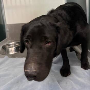 BC- Batman -  Black Labrador Retriever and Mixed Breed Dog for Adoption in Idaho Falls, Idaho - BC- Batman | PetCurious