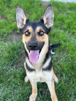 Rescue German Shepherd Dog Dogs for Adoption in Manteca, California - Vinny | PetCurious