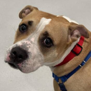 Mixed Breed Dogs Available for Adoption in Kennebunk, Maine - Six | PetCurious