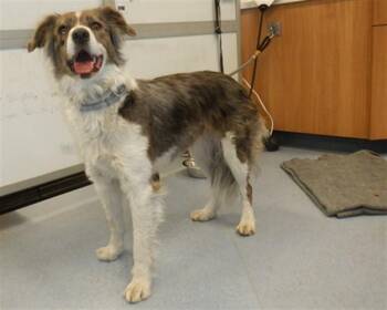 COOKIE DOUGH -  Australian Cattle Dog Blue Heeler Dog for Adoption in San Jose, California - COOKIE DOUGH | PetCurious