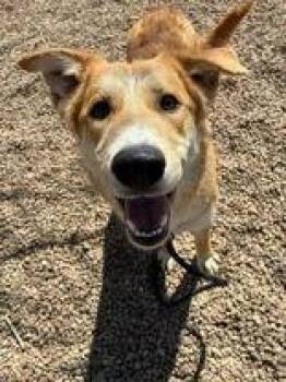 Mixed Breed Dogs Available for Adoption - Munster | PetCurious