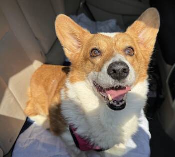 Simon -  Cardigan Welsh Corgi Dog for Adoption in Navarre, Florida - Simon | PetCurious