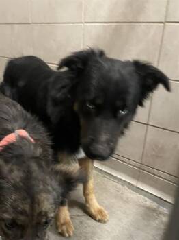 Australian Shepherd and Mixed Breed Dogs Available for Adoption in Stockton, California - EDDIE | PetCurious