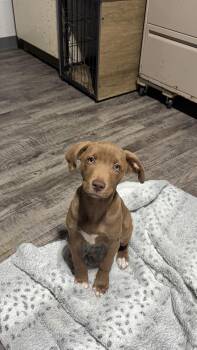 Anna -  Chocolate Labrador Retriever Dog for Adoption in Alma, Michigan - Anna | PetCurious