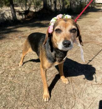 Beagle Dogs Available for Adoption - Louise | PetCurious
