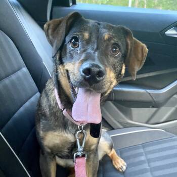 Rescue Beagle and Terrier Dogs for Adoption in Fairfax, Virginia - Jayde | PetCurious