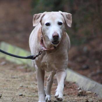 Hound and Labrador Retriever Dogs Available for Adoption - Amber | PetCurious