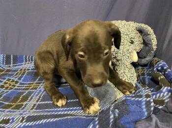 Labrador Retriever and Mixed Breed Dogs Available for Adoption in Modesto, California - A609239 | PetCurious