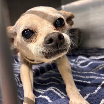 Yin -  Chihuahua Dog for Adoption in Abilene, Texas - Yin | PetCurious