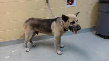 CHUBACCA -  German Shepherd Dog and Mixed Breed Dog for Adoption in Tulsa, Oklahoma - CHUBACCA | PetCurious