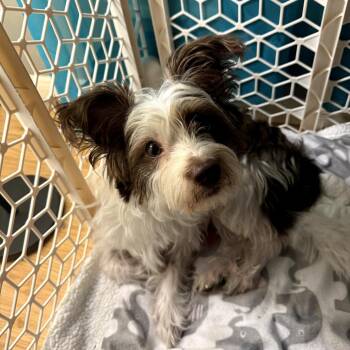 Luna -  Yorkshire Terrier and Terrier Dog for Adoption in Santa Fe, Texas - Luna | PetCurious