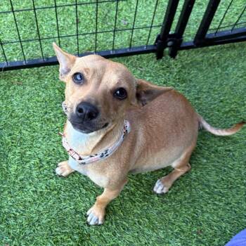 Chihuahua Dogs Available for Adoption in Tampa, Florida - Samantha | PetCurious