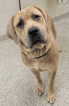 Magnum -  Cane Corso and Mixed Breed Dog for Adoption in Kansas City, Missouri - Magnum | PetCurious