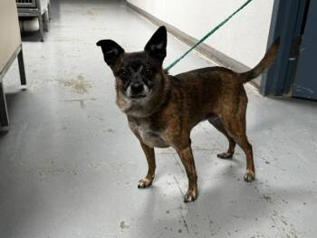 Freya-61230724 -  Chihuahua Dog for Adoption in Elko, Nevada - Freya-61230724 | PetCurious