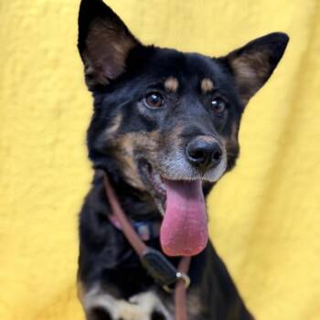 Shetland Sheepdog Sheltie Dogs Available for Adoption in Kokomo, Indiana - Bella | PetCurious