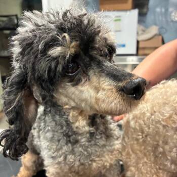 Skye Blue -  Poodle Dog for Adoption in Northbrook, Illinois - Skye Blue | PetCurious
