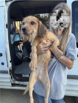 Benji (AL) -  Terrier Dog for Adoption in New York, New York - Benji (AL) | PetCurious