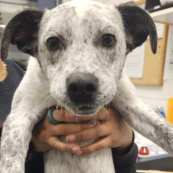 Pebble -  Mixed Breed Dog for Adoption in Pittsburgh, Pennsylvania - Pebble | PetCurious