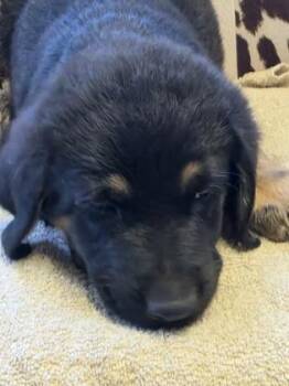 German Shepherd Dog and Mixed Breed Dogs Available for Adoption in Conway, South Carolina - Mufasa | PetCurious