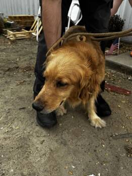8a -  Golden Retriever Dog for Adoption in Salisbury, Maryland - 8a | PetCurious